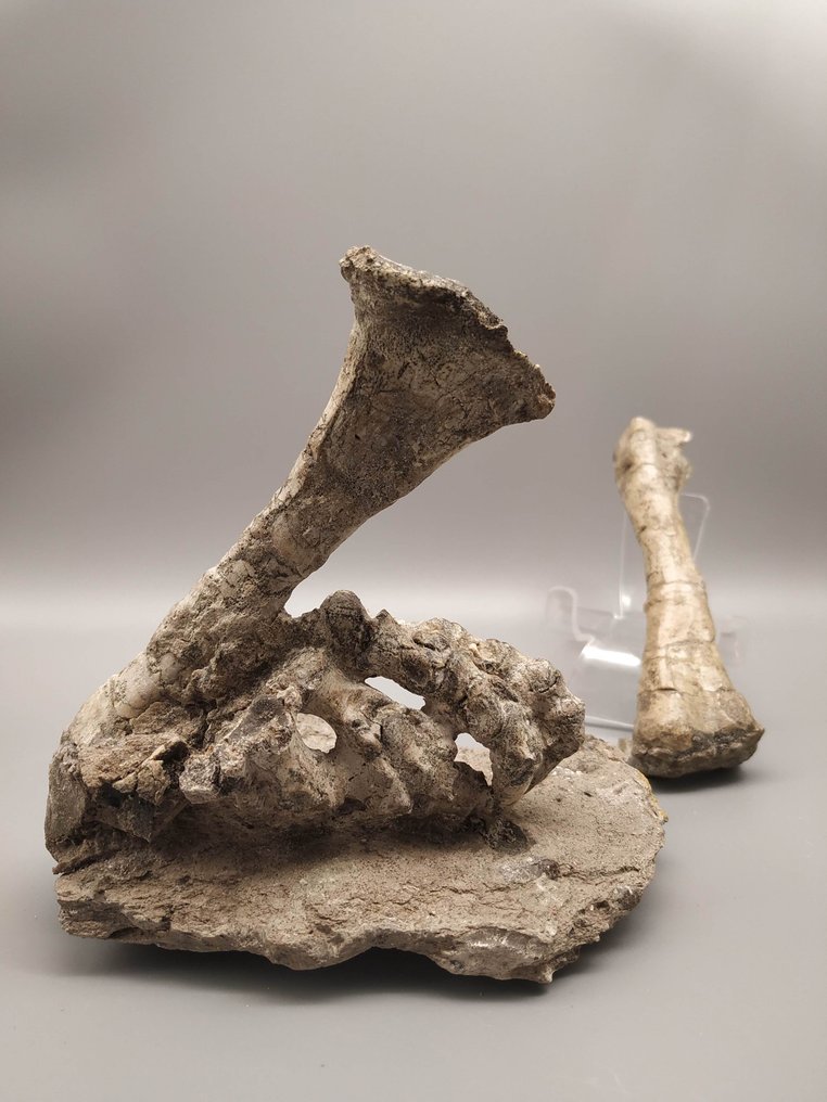 Gambe - Osso fossile - Psittacosaurus - 15 cm - 12 cm #2.1