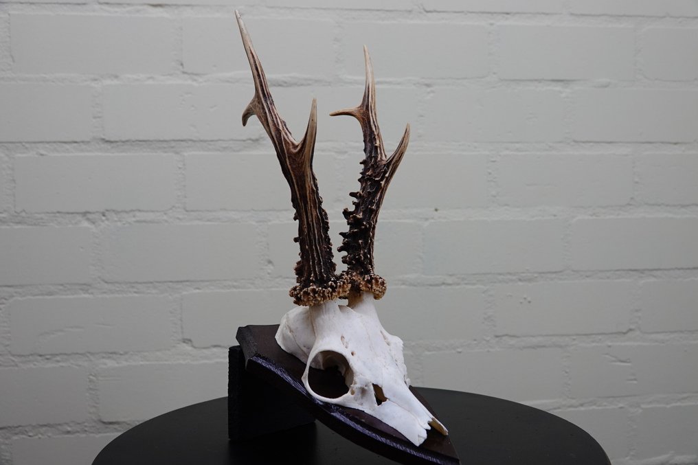 XXL Roebuck Teschio - Capreolus capreolus - 0 cm - 0 cm - 0 cm- non-CITES species -  (0) #1.0