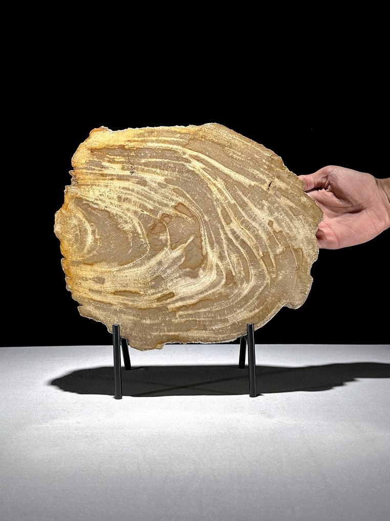 精彩的一片化石木片，放在定制的底座上 - 化石木材  (沒有保留價) #1.0