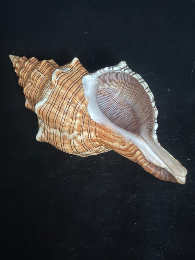 Sea Snail Sea shell - M-996 PLEUROPLOCA TRAPEZIUM (No Reserve Price) #1.0