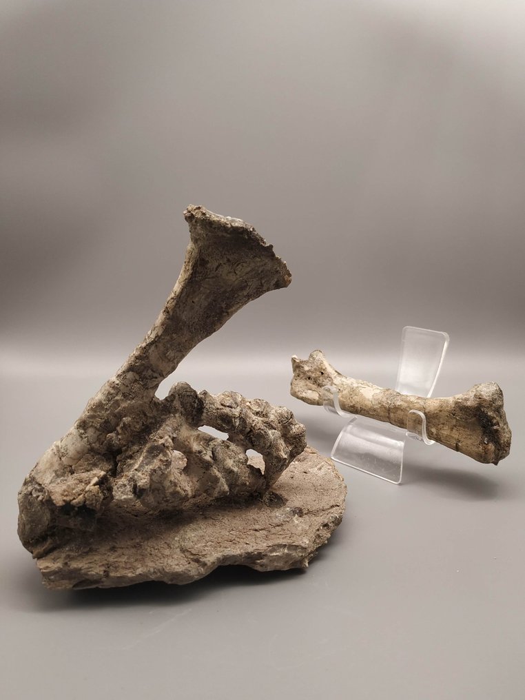 Gambe - Osso fossile - Psittacosaurus - 15 cm - 12 cm #1.0