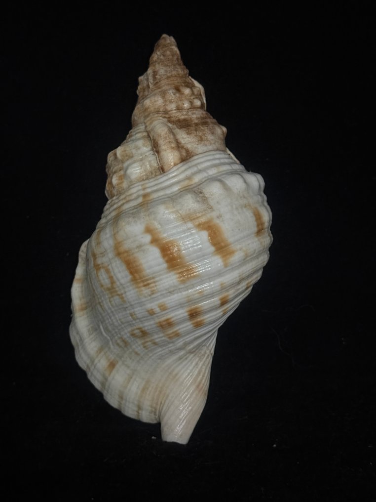 Lumaca di mare Conchiglia marina - M-990 CHARONIA LAMPAS (Senza Prezzo di Riserva) #1.0