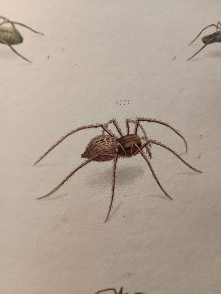 Thomas Martyin - Aranei or A Natural History of Spiders - 1793 #1.0