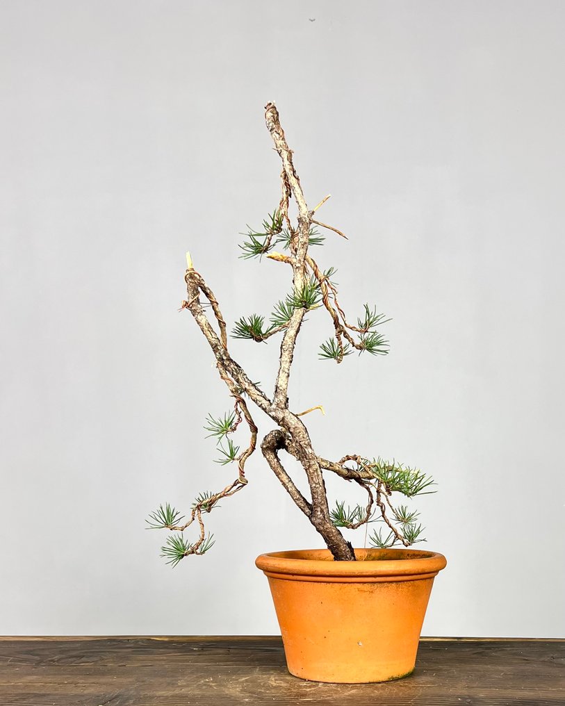 Pine bonsai (Pinus) - Height (Tree): 45 cm - Depth (Tree): 25 cm - Portugal #2.1