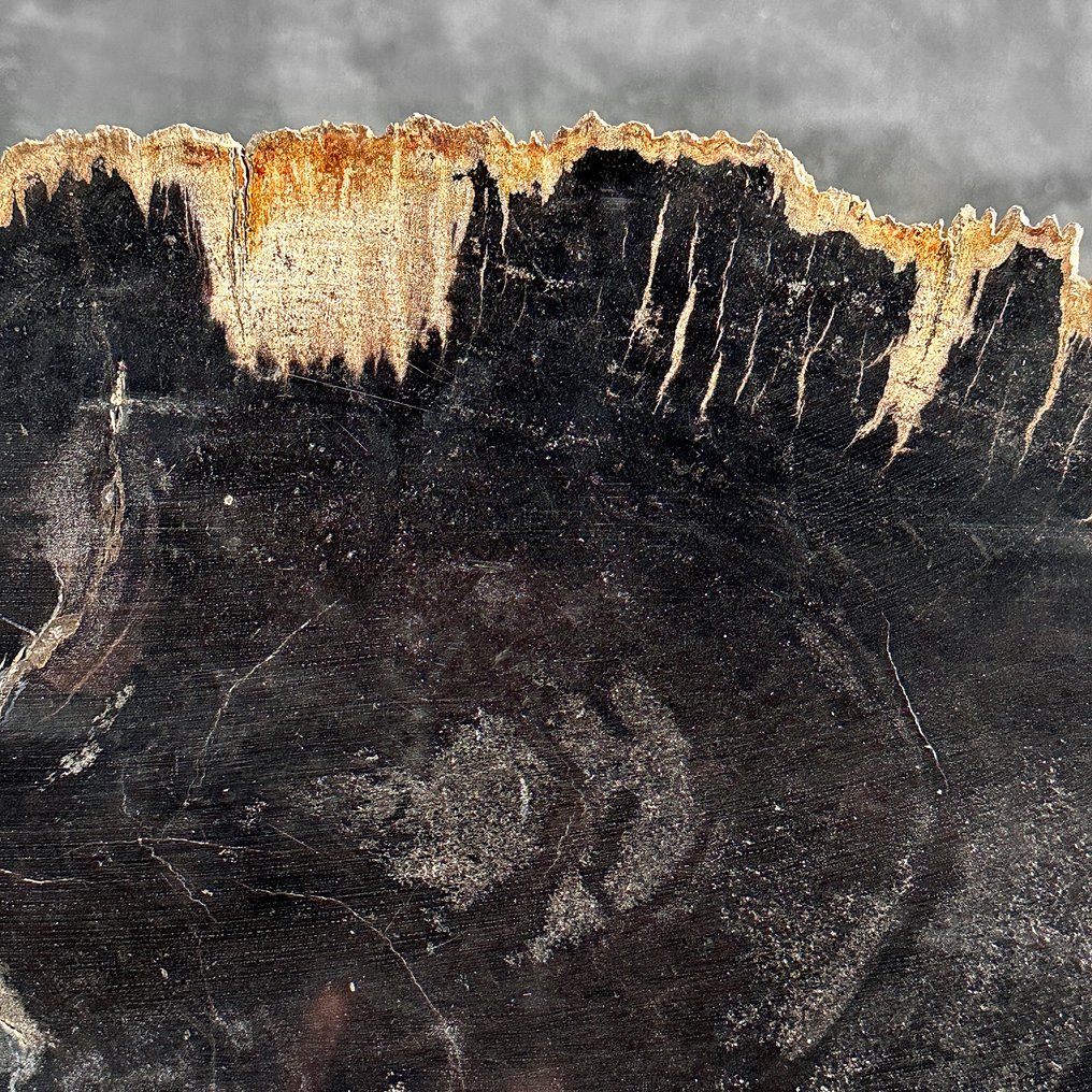 令人惊叹的巨大化石木片，放置在定制底座上。 - 化石木材  (没有保留价) #4.3