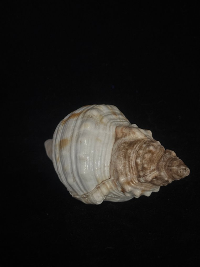 Lumaca di mare Conchiglia marina - M-990 CHARONIA LAMPAS (Senza Prezzo di Riserva) #4.3