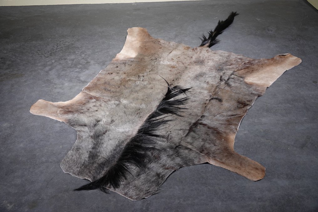 Δέρμα μπλε wildebeest. Κρανίο - Connochaetes taurinus - 230 cm - 1 cm - 135 cm- Είδη που δεν ανήκουν στο CITES #1.0