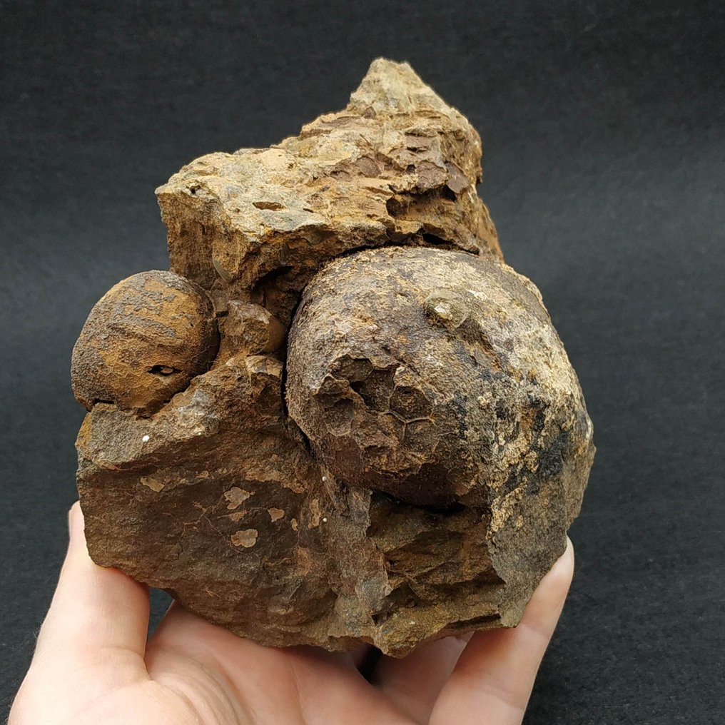 Sällsynta diploporider - Fossil matris på platta - Aristocystites cf. bohemicus  (Utan reservationspris) #1.0