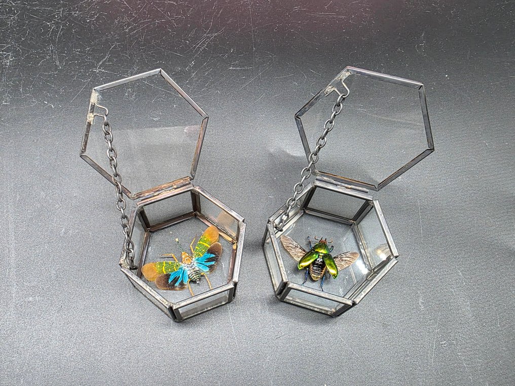 Låda - Glas, Metall - Sällsynta insekter + låda #2.1