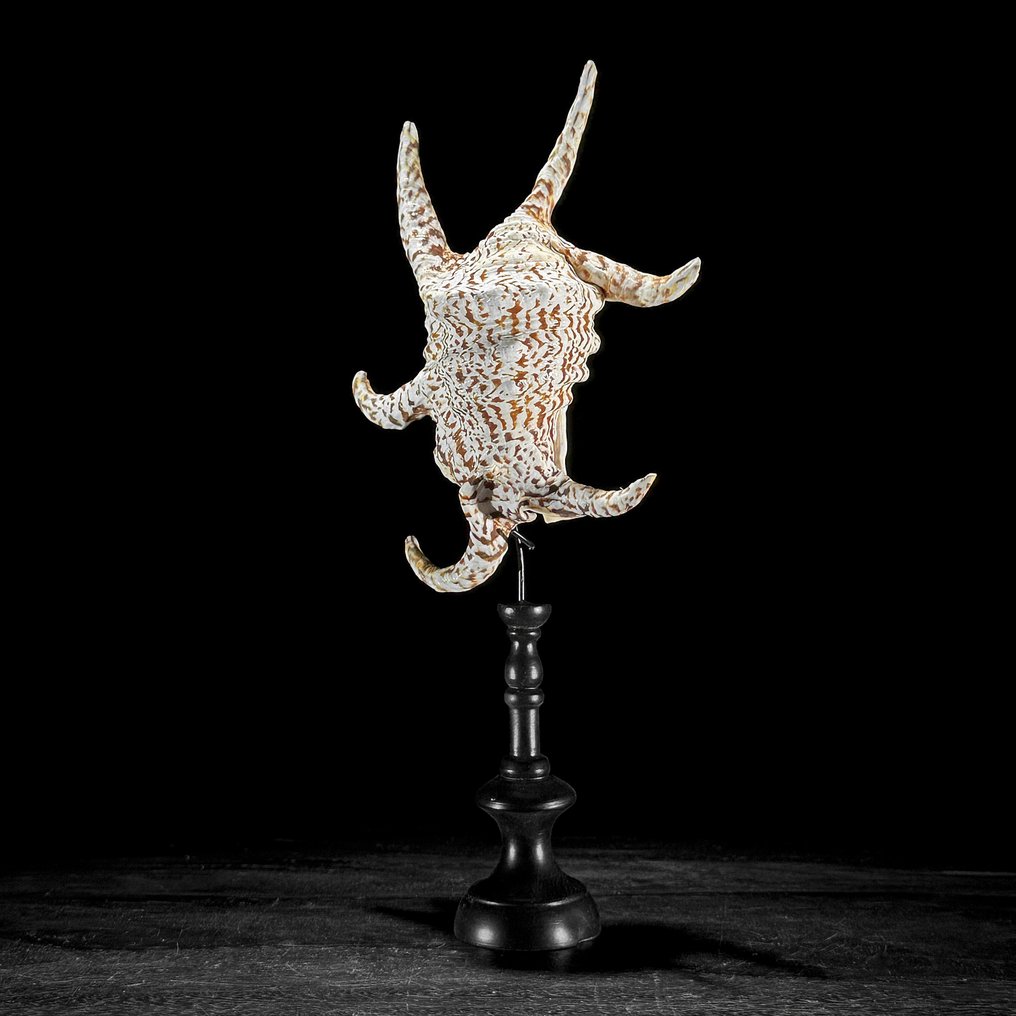 Stunning Pair of Intricate Spider Conch Shell on custom stands - Sea shell - Lambis Lambis  (No Reserve Price) #4.3