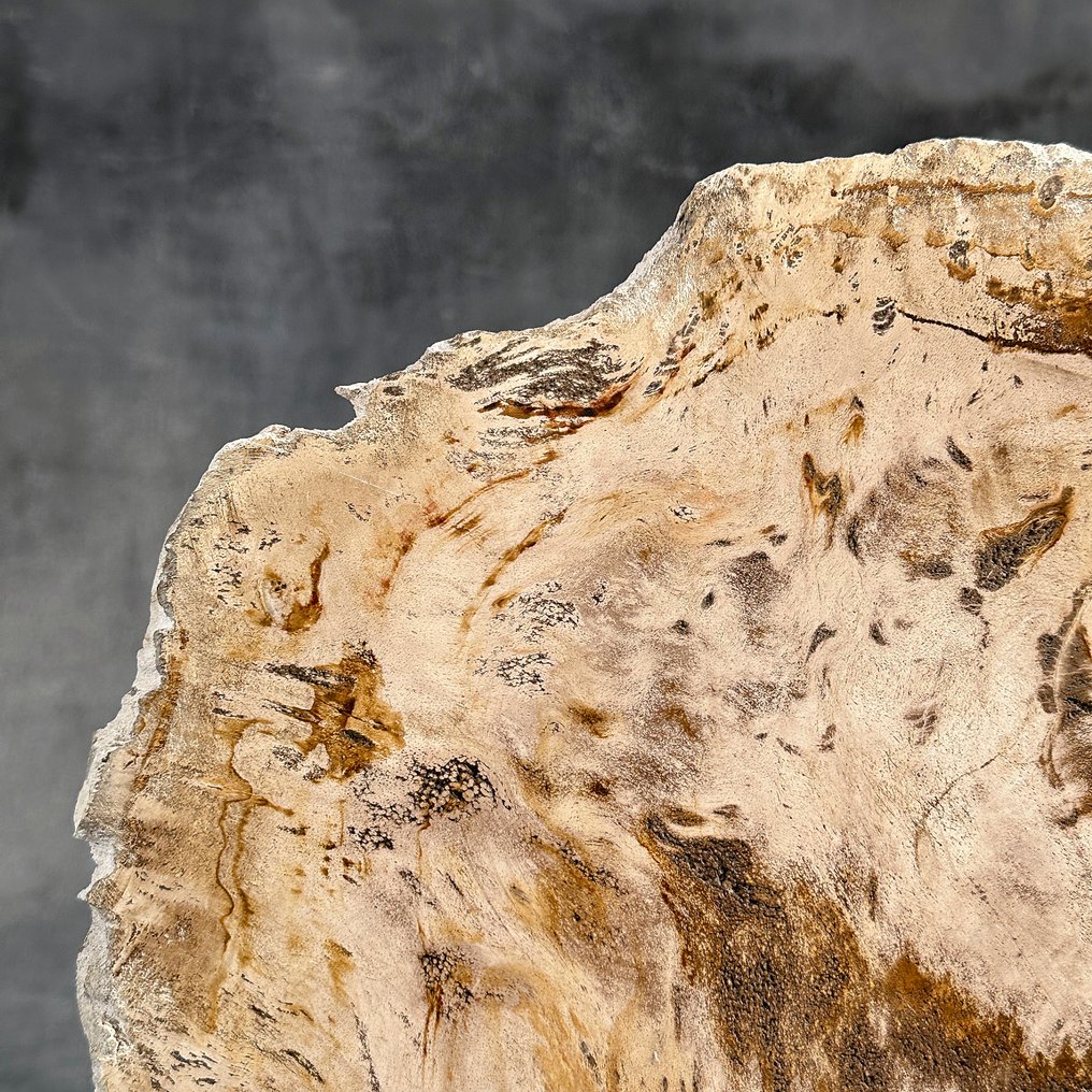 C-令人惊叹的巨型化石木片,放置在定制底座上 - 化石木材 (沒有保留價) #3.2