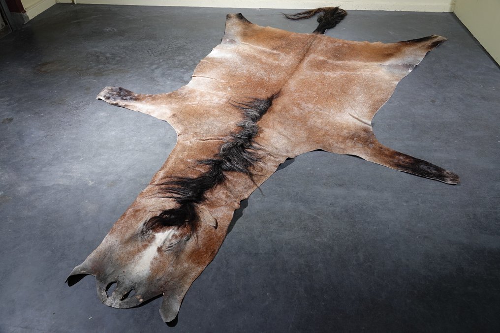 马的背部 颅骨 - Equus caballus - 345 cm - 2 cm - 200 cm- 非《濒危物种公约》物种 -  (1) #2.1