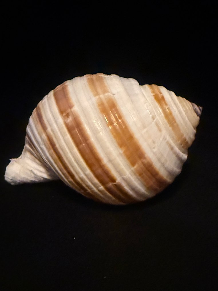 Zeeslak Zeeschelp - M-997 TONNA SULCOSA (Zonder Minimumprijs) #2.1