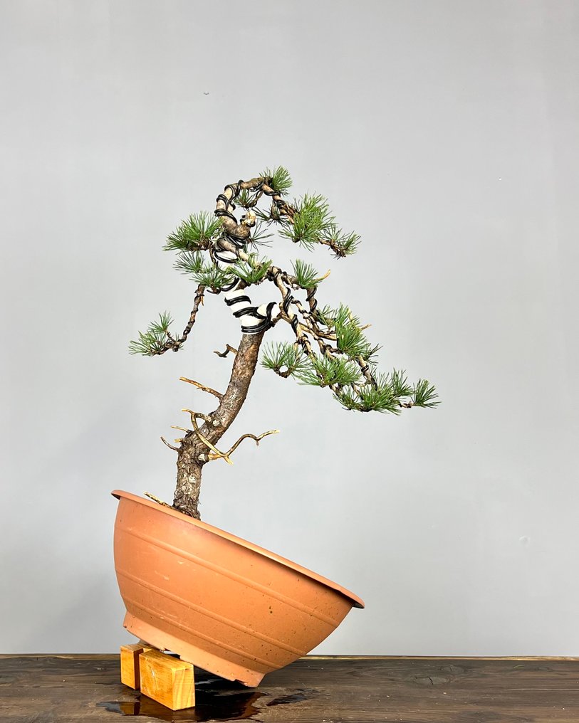 Pine bonsai (Pinus) - Height (Tree): 60 cm - Depth (Tree): 35 cm - Portugal #3.2
