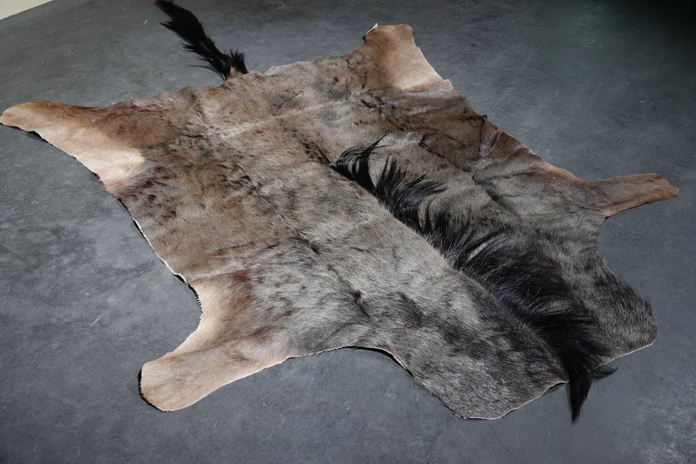 Δέρμα μπλε wildebeest. Κρανίο - Connochaetes taurinus - 230 cm - 1 cm - 135 cm- Είδη που δεν ανήκουν στο CITES #1.0