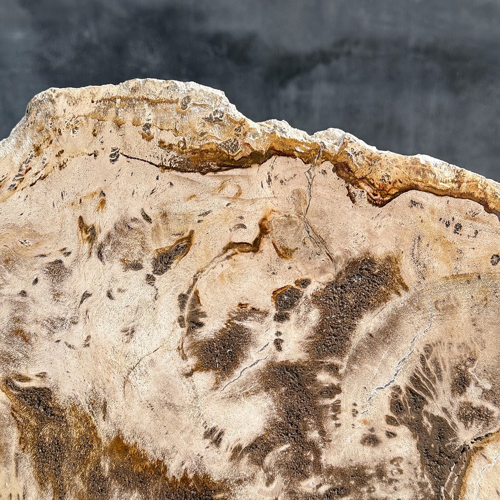 C-令人惊叹的巨型化石木片,放置在定制底座上 - 化石木材 (沒有保留價) #4.3