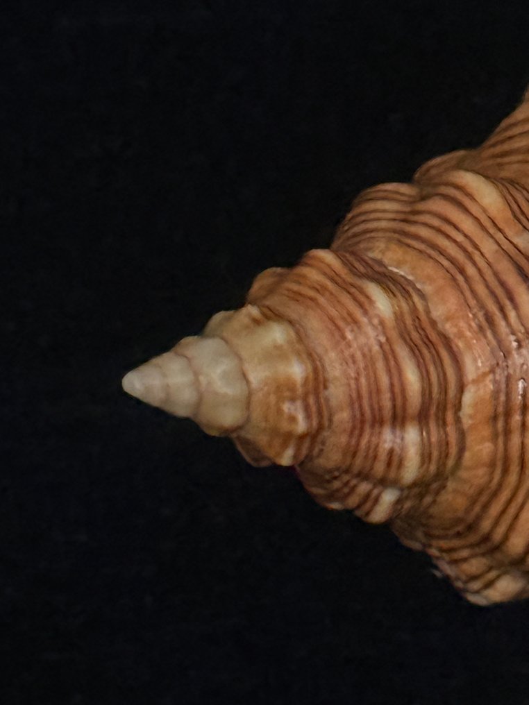 Sea Snail Sea shell - M-996 PLEUROPLOCA TRAPEZIUM (No Reserve Price) #4.3