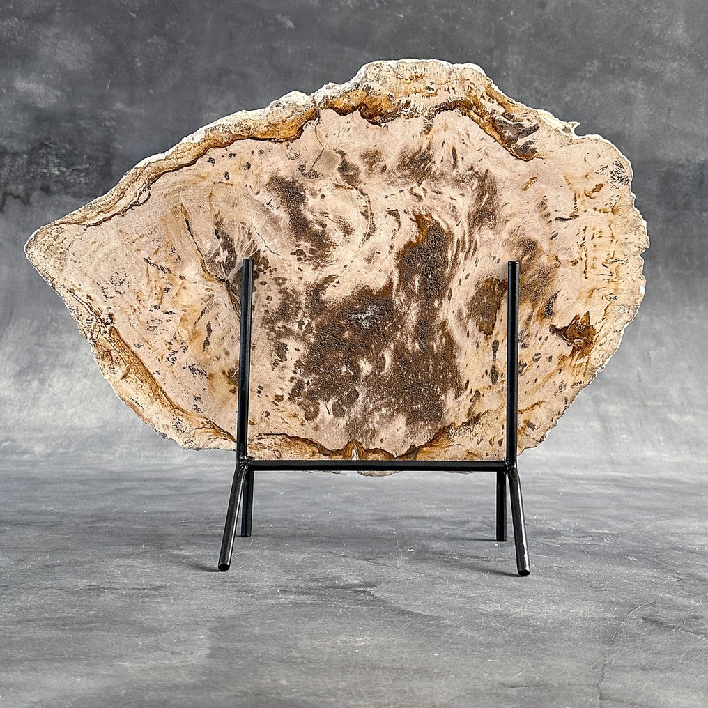 C-令人惊叹的巨型化石木片,放置在定制底座上 - 化石木材 (沒有保留價) #1.0