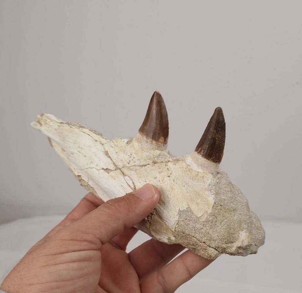 Marine reptile - Fossilised jaw - Mosasaurus - 20 cm - 8 cm (No reserve price) #3.2