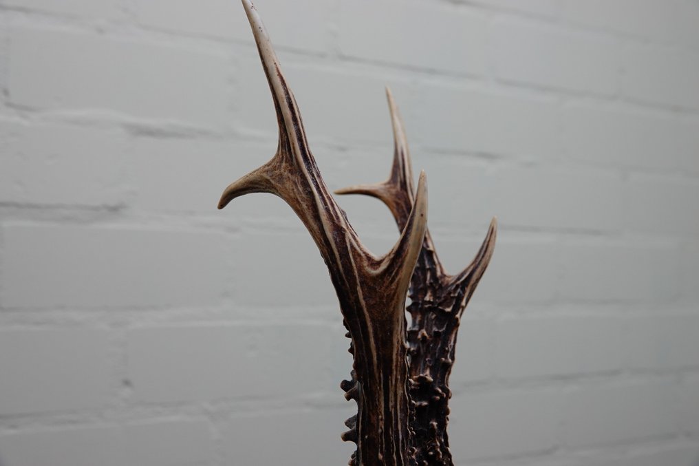 XXL Roebuck Teschio - Capreolus capreolus - 0 cm - 0 cm - 0 cm- non-CITES species -  (0) #3.2