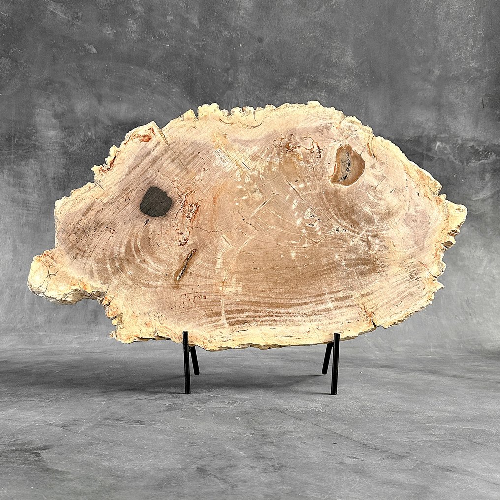 C- Meravigliosa grande fetta di legno pietrificato su un supporto personalizzato. - Legno fossile (Senza Prezzo di Riserva) #2.1