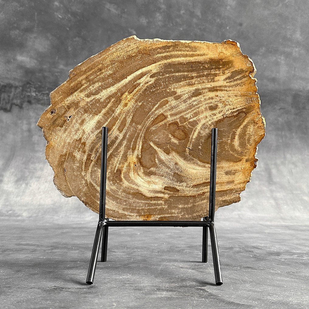 精彩的一片化石木片，放在定制的底座上 - 化石木材  (沒有保留價) #1.0
