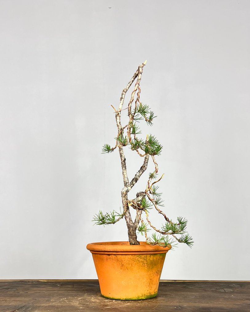 Pine bonsai (Pinus) - Height (Tree): 45 cm - Depth (Tree): 25 cm - Portugal #4.3