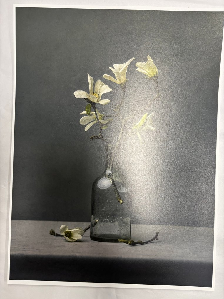 Tessa Posthuma de Boer - Magnolia no.2 #4.3