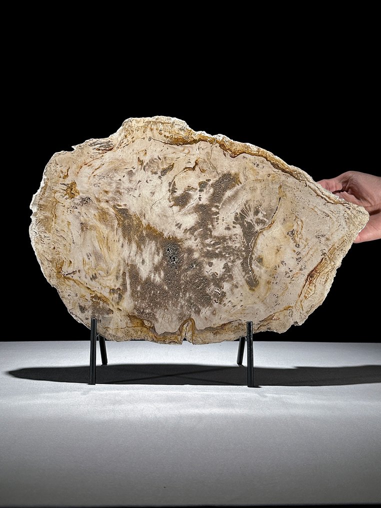 C-令人惊叹的巨型化石木片,放置在定制底座上 - 化石木材 (沒有保留價) #1.0