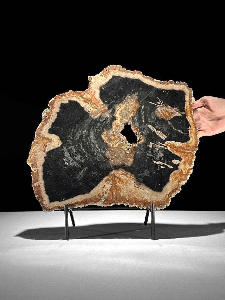 Μεγάλη εντυπωσιακή πλάκα πετραγμένες ξύλου σε προσαρμοσμένη βάση - Απολιθωμένο ξύλο  (χωρίς τιμή ασφαλείας) #1.0