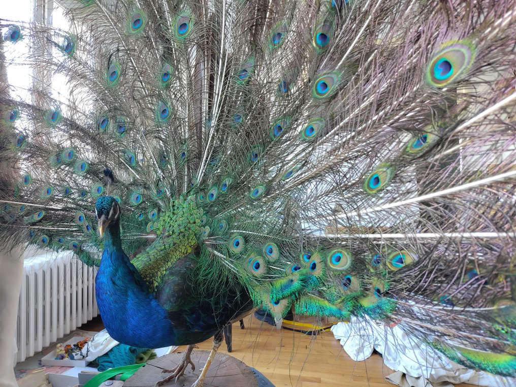 Pavone Allestimento tassidermico a corpo intero - Pavo cristatus - 180 cm - 230 cm - 70 cm - Appendice III CITES - Allegato C dell'UE - 1 #1.0