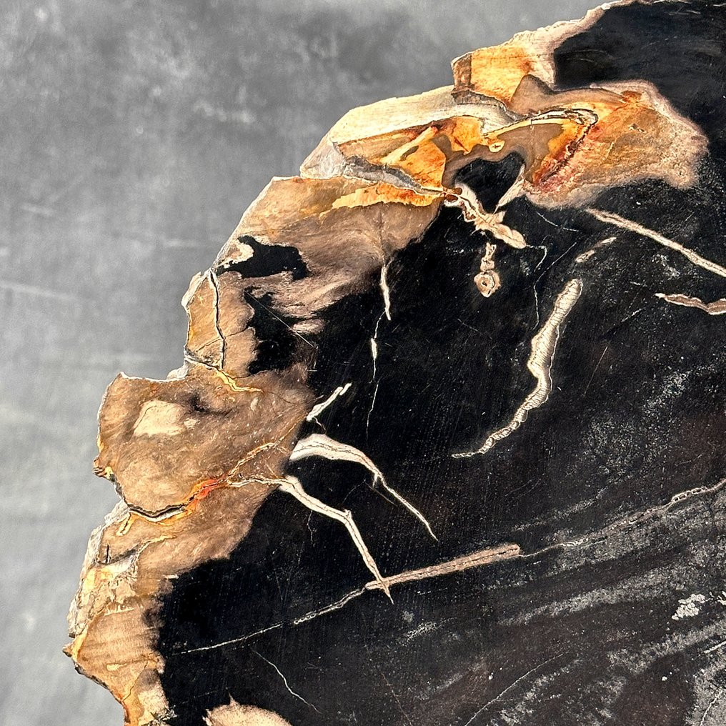 Fetta di legno pietrificato sorprendente su un supporto personalizzato. - Legno fossile (Senza Prezzo di Riserva) #3.2