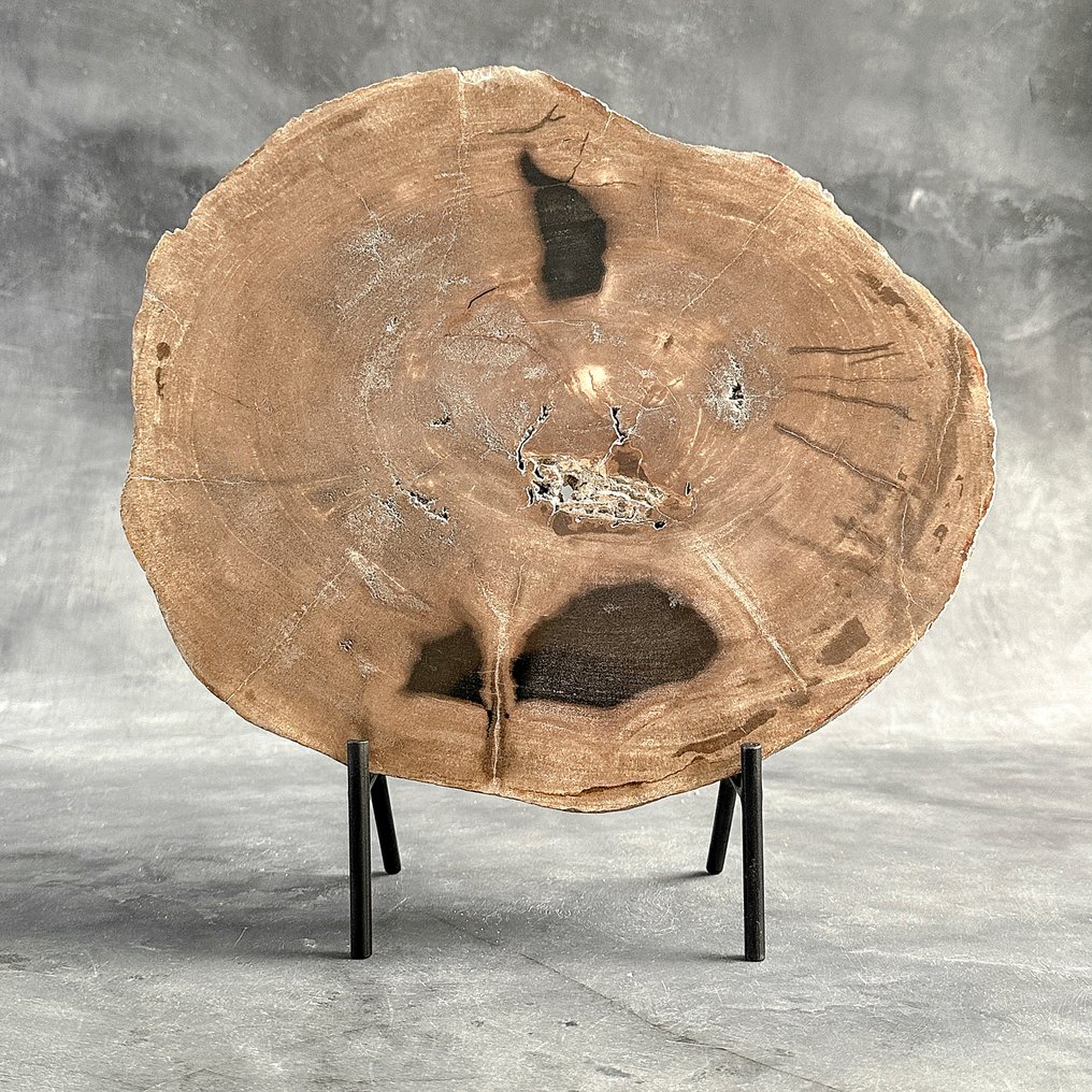 Stunning Slice of Petrified Wood on stand - Fossilised wood (No Reserve Price) #1.0