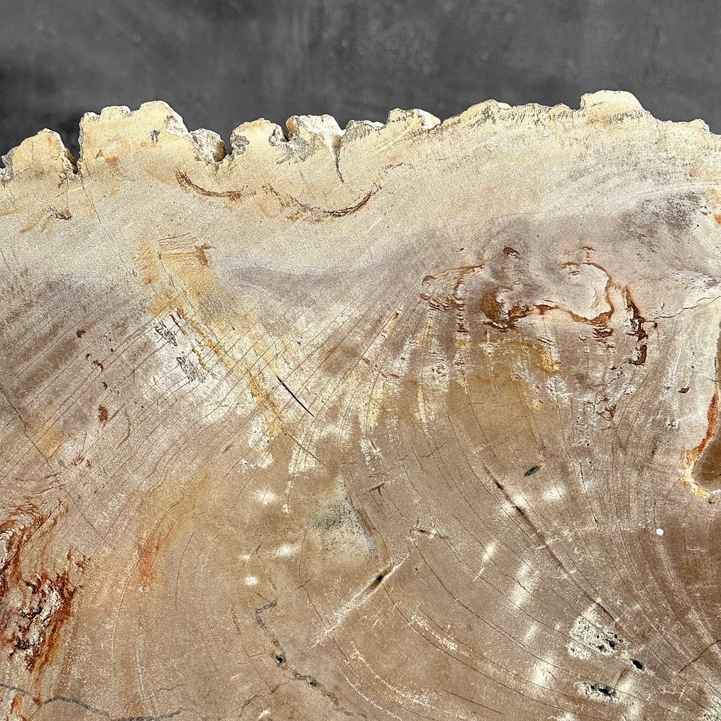 C- Meravigliosa grande fetta di legno pietrificato su un supporto personalizzato. - Legno fossile (Senza Prezzo di Riserva) #4.3