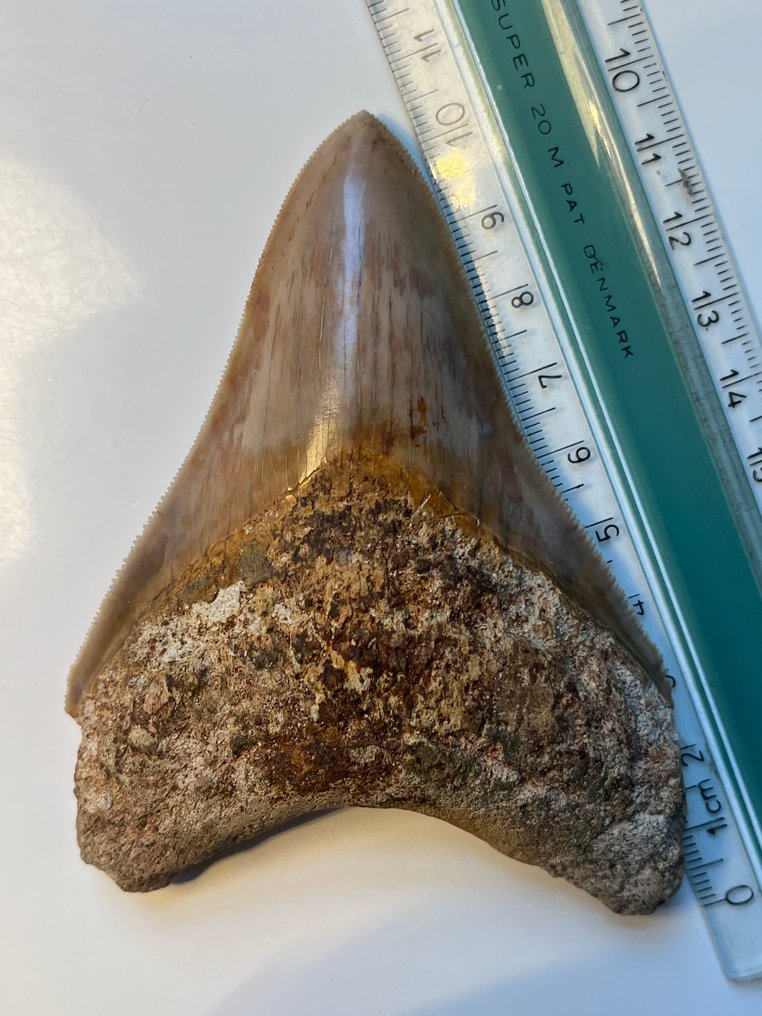 Dinți de Megalodon, 10,4 cm. - Dinte fosilă - Carcharocles megalodon (Fără preț de rezervă) #3.2