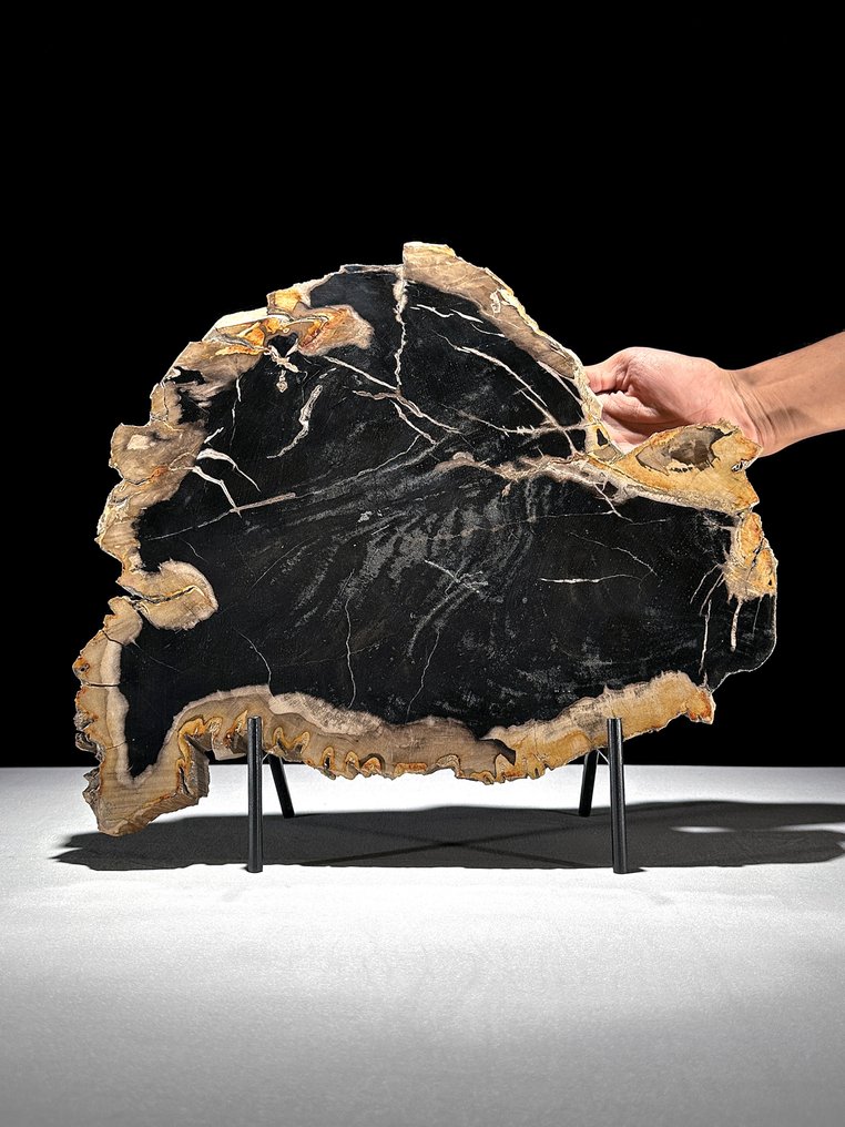 Fetta di legno pietrificato sorprendente su un supporto personalizzato. - Legno fossile (Senza Prezzo di Riserva) #1.0