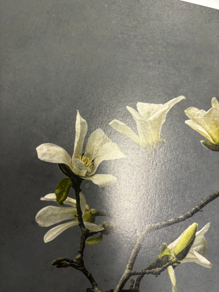 Tessa Posthuma de Boer - Magnolia no.2 #2.1