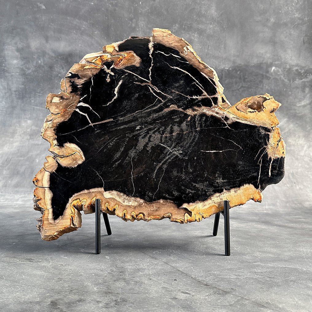 Fetta di legno pietrificato sorprendente su un supporto personalizzato. - Legno fossile (Senza Prezzo di Riserva) #2.1