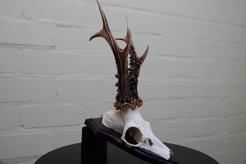 XXL Roebuck Teschio - Capreolus capreolus - 0 cm - 0 cm - 0 cm- non-CITES species -  (0) #2.1