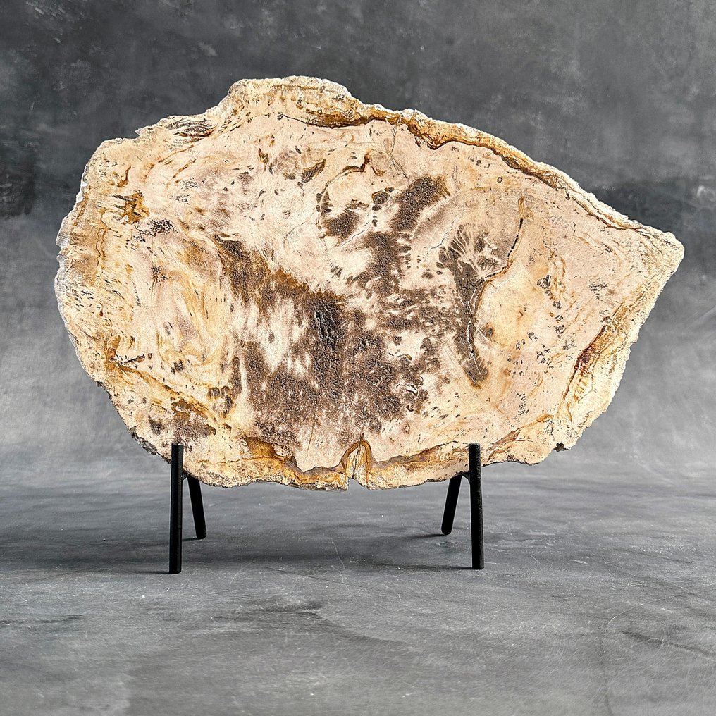 C-令人惊叹的巨型化石木片,放置在定制底座上 - 化石木材 (沒有保留價) #2.1