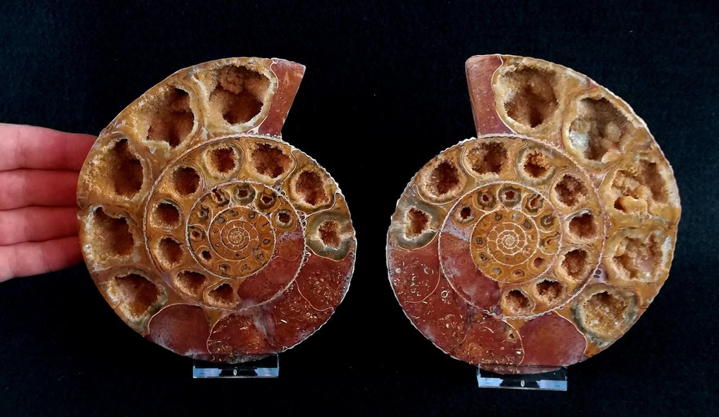 Ammonit - Tierfossil - Kranaosphinctes roedereri (Collignon) - 15.5 cm - 13.5 cm #4.3