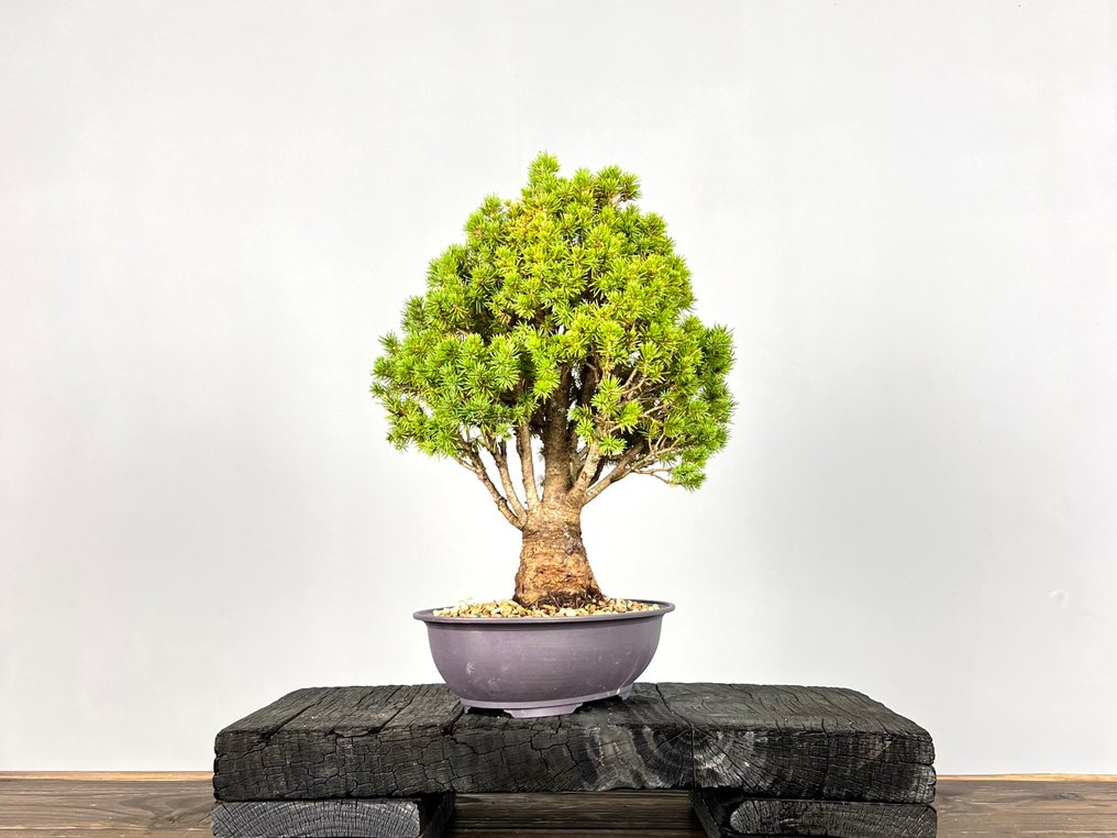 Spruce bonsai (Picea) - Height (Tree): 35 cm - Depth (Tree): 25 cm - Germany #2.1