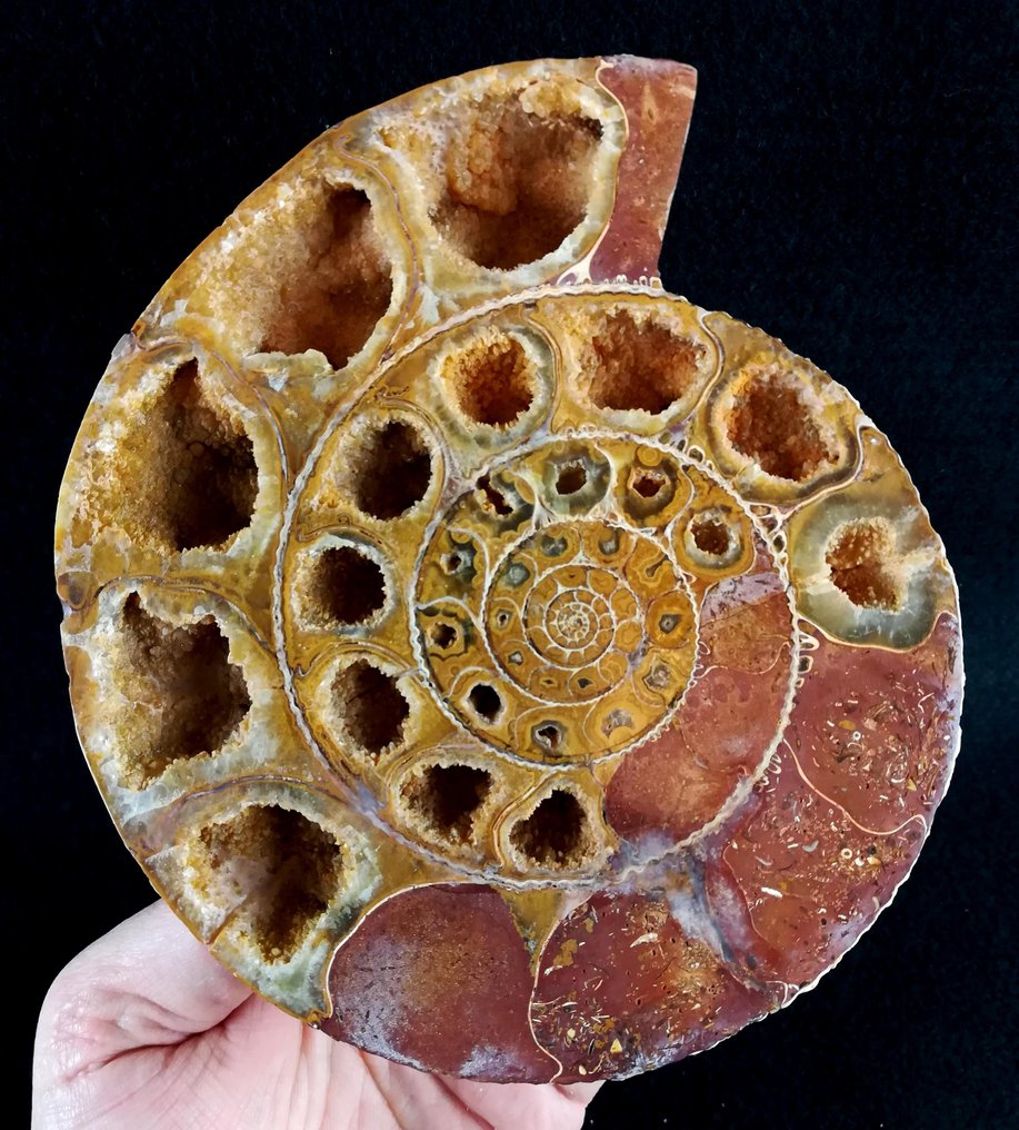 Ammonit - Tierfossil - Kranaosphinctes roedereri (Collignon) - 15.5 cm - 13.5 cm #1.0