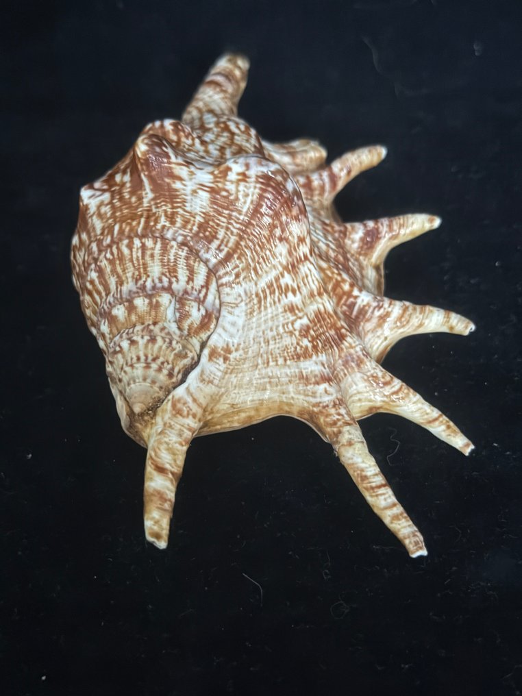 Zeeslak Zeeschelp - S-08 LAMBIS LAMBIS (Zonder Minimumprijs) #1.0