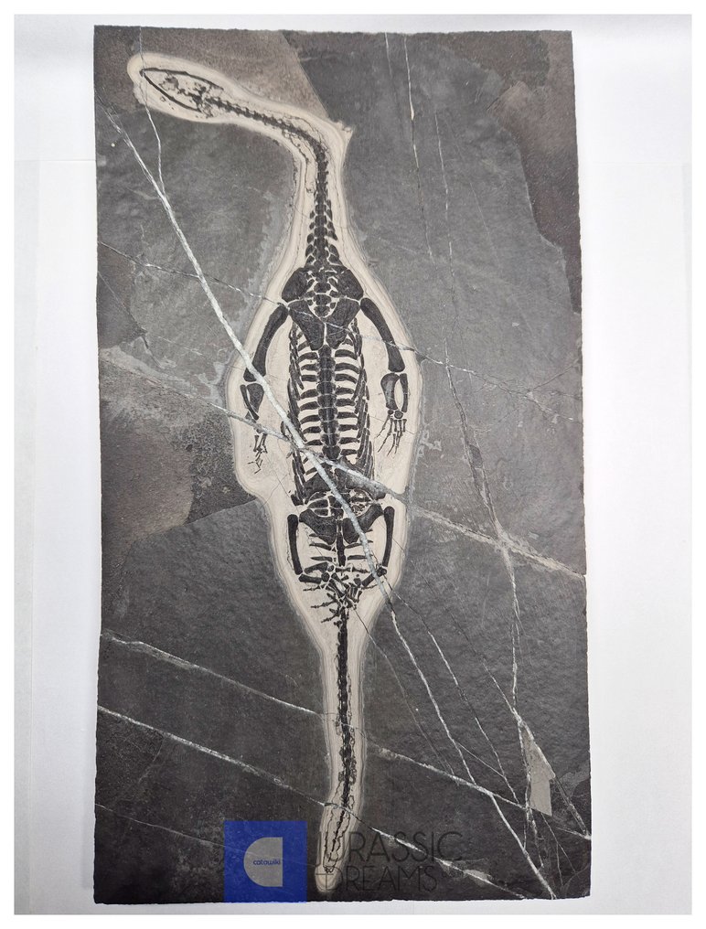 Top Huge 25cm Genuine NATURAL Keichousaurus hui Early Triassic Marine Reptile - Huxia Formation - Fossil bone #1.0