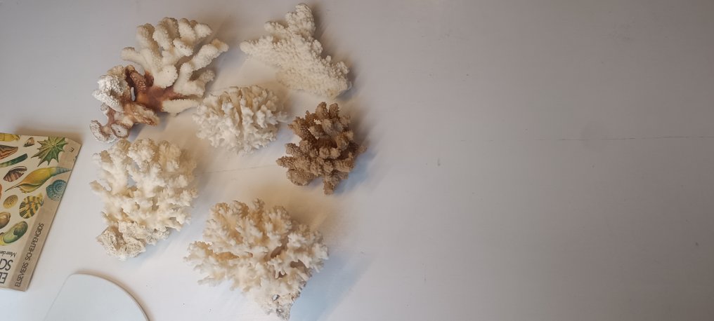 Coral Coral - Corals #3.2