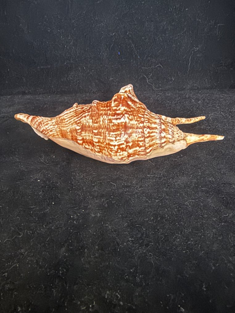 Zeeslak Zeeschelp - S-08 LAMBIS LAMBIS (Zonder Minimumprijs) #4.3