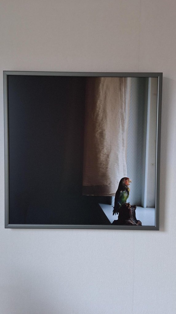 XiaoXiao Xu - A mounted parrot #1.0