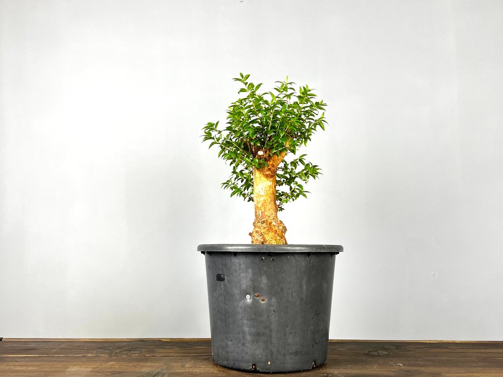 Myrtle bonsai (Myrtus communis) - Height (Tree): 45 cm - Depth (Tree): 25 cm - Portugal #1.0