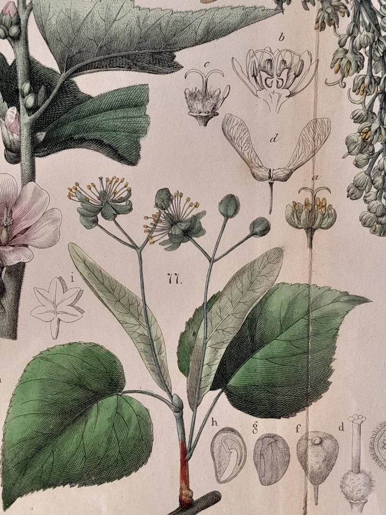 Prof. C. A. J. A. Oudemans - Oudemans - Five original Dutch hand-coloured botanical plates in vintage burl frames #2.1